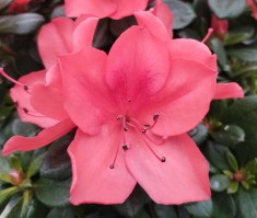 Azalea roja flor(r)